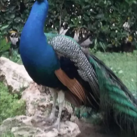 Beau Et Paisible T4 Апартаменти *