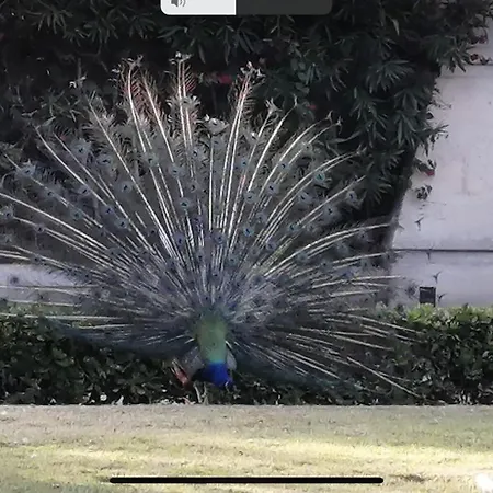 Daire Beau Et Paisible T4 Torrevieja